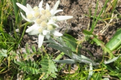 edelweisse